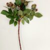 Haste De Araçá Verde - Alt. 56cm - Image 2
