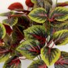 Buquê Folhagem Coleus 40cm. - Image 2