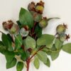 Haste De Araçá Verde - Alt. 56cm