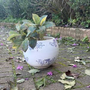 Cachepot Bird Blue - (G)