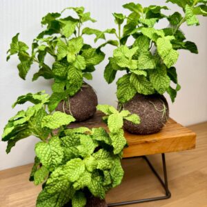 Kokedama Hortelã Verde  20cm