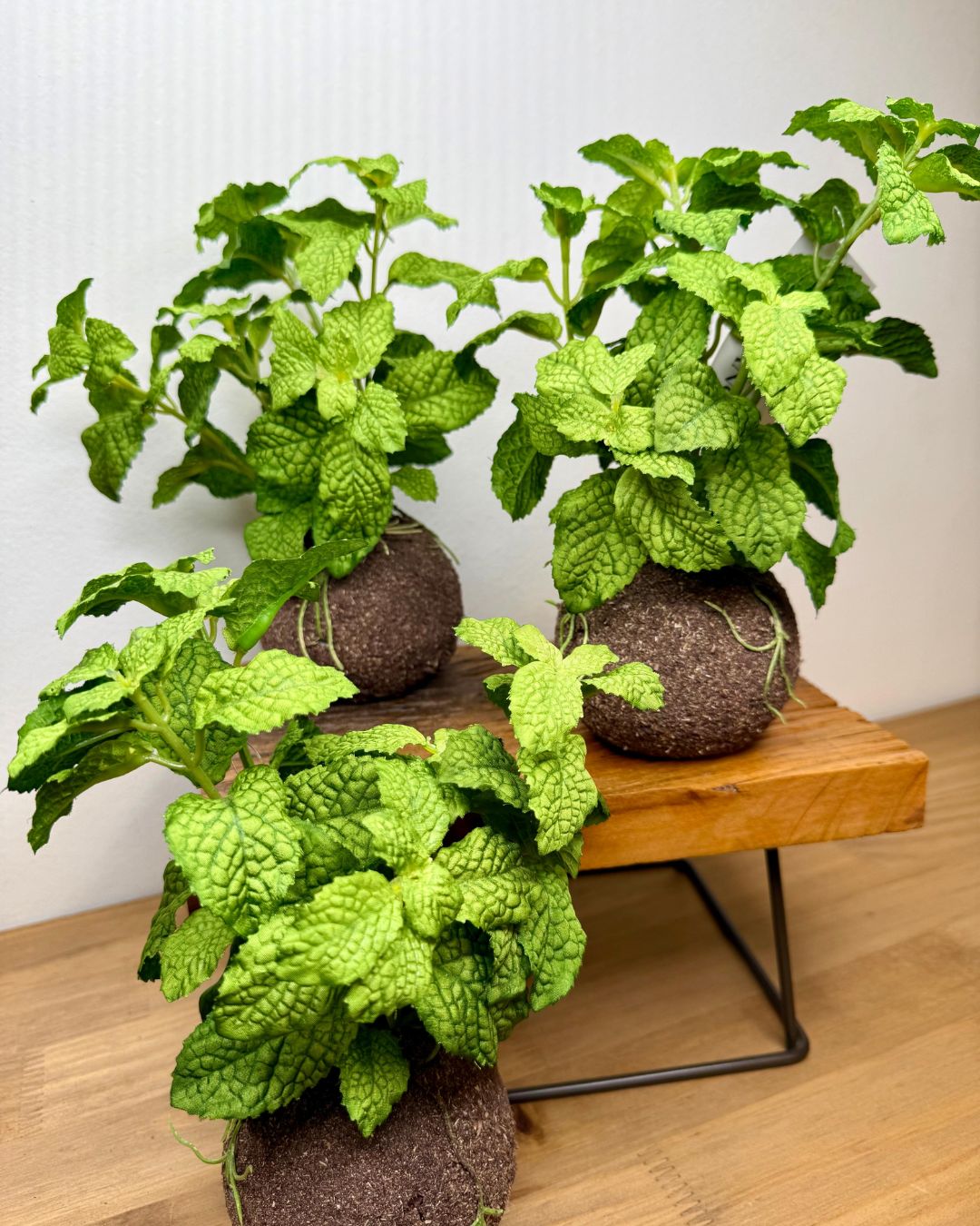 Kokedama Hortelã Verde  20cm