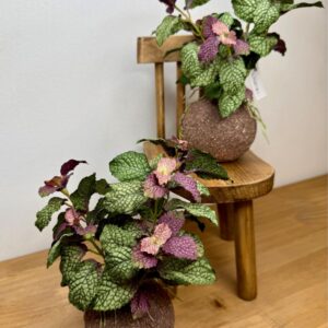 Kokedama Hortelã Roxo - 20cm