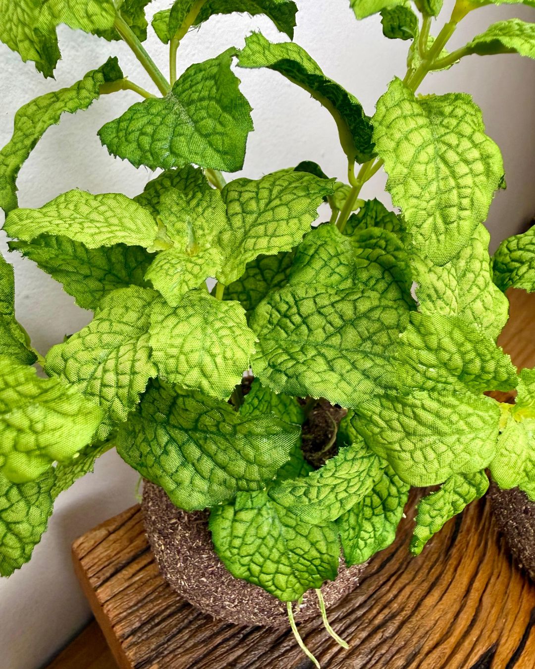 Kokedama Hortelã Verde 20cm - Imagem 3