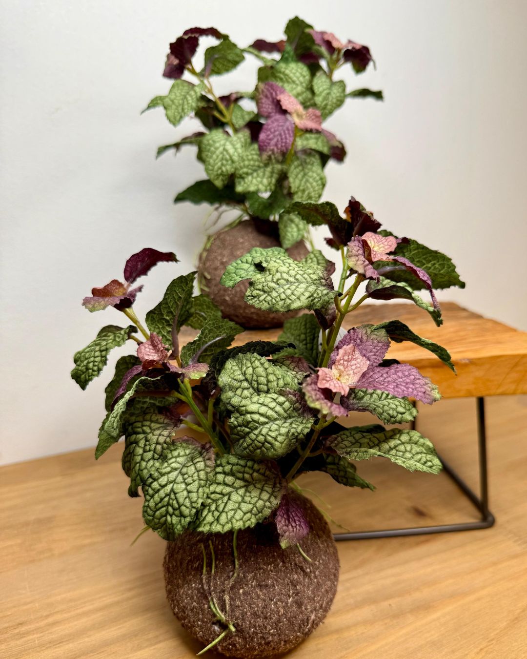 Kokedama Hortelã Roxo - 20cm - Imagem 3