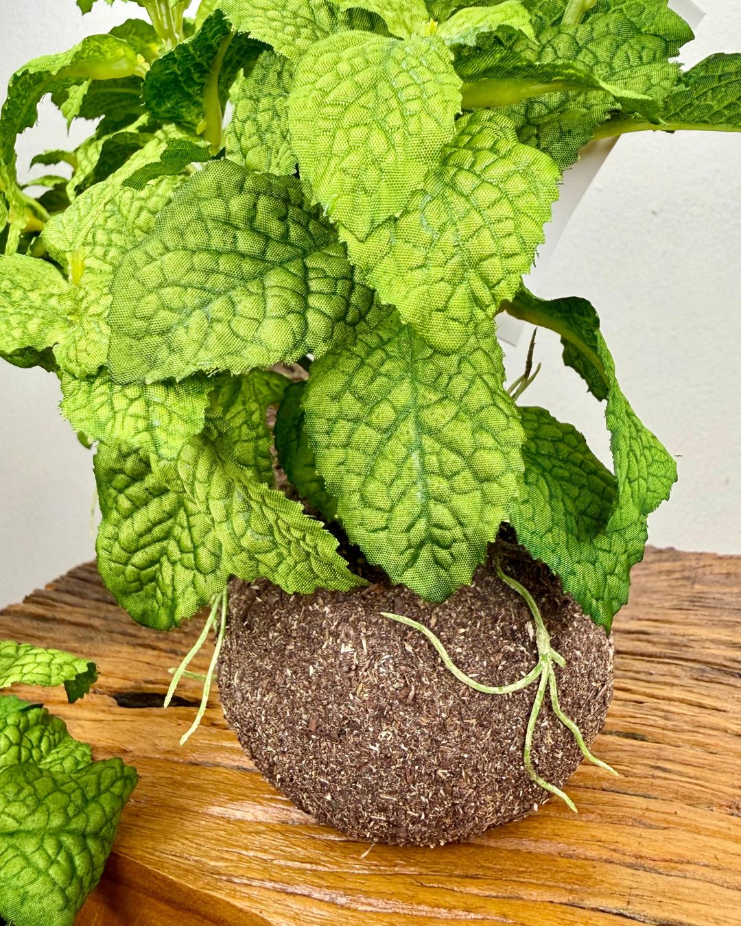 Kokedama Hortelã Verde 20cm - Imagem 4