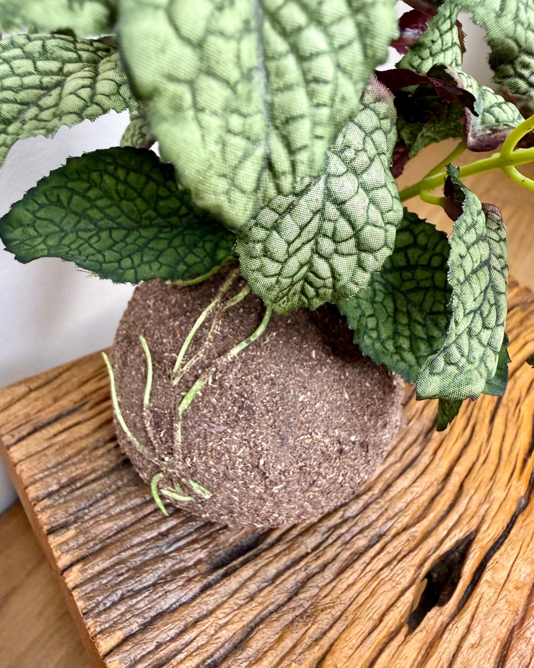 Kokedama Hortelã Roxo - 20cm - Imagem 4