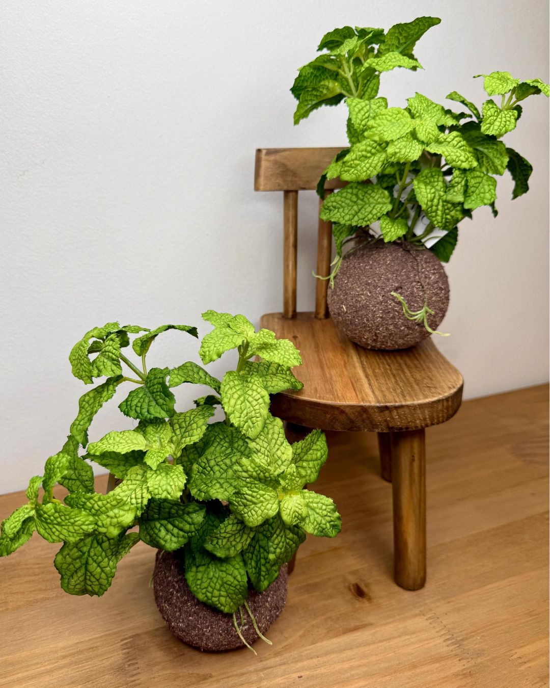 Kokedama Hortelã Verde 20cm - Imagem 5
