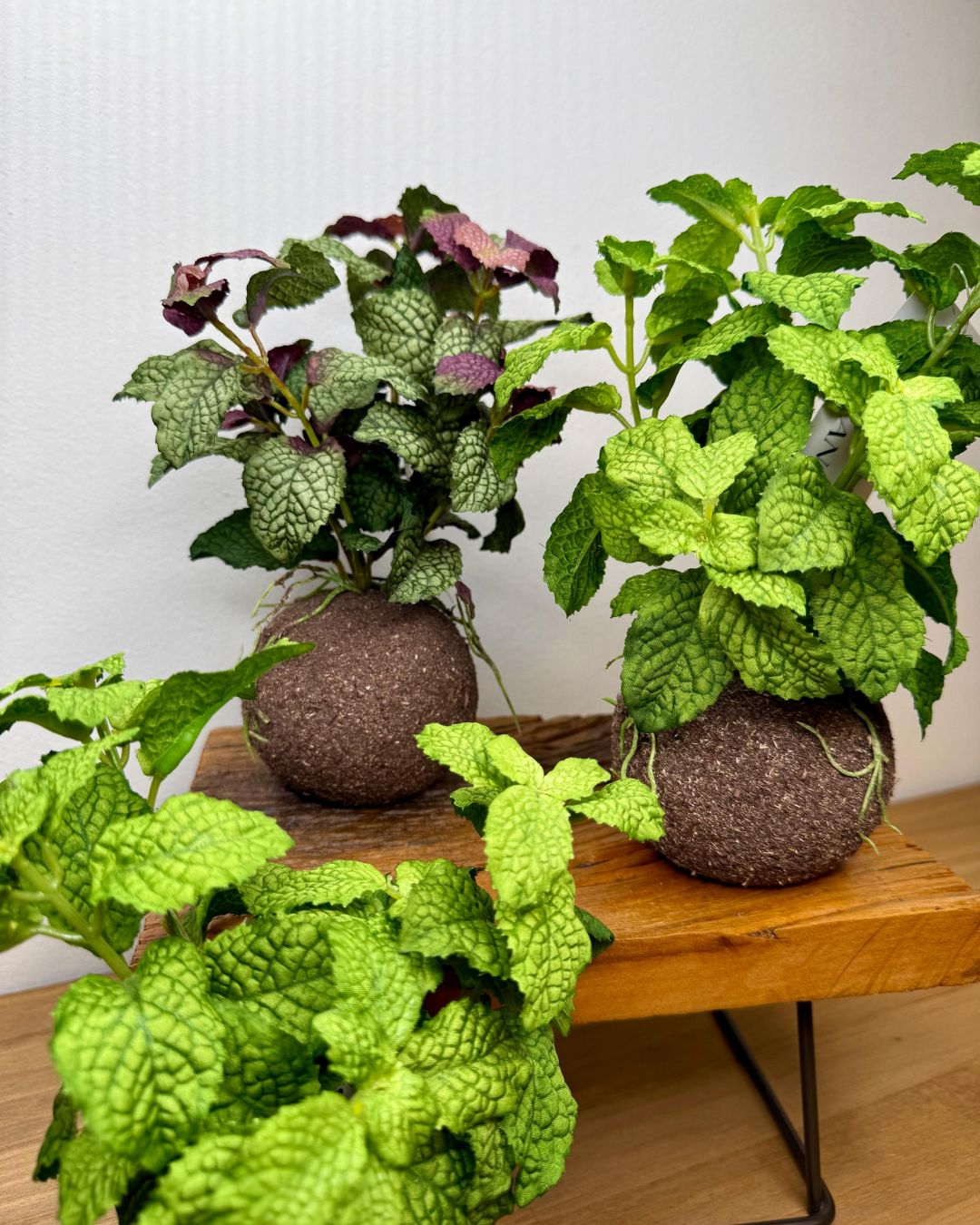 Kokedama Hortelã Verde 20cm - Imagem 6