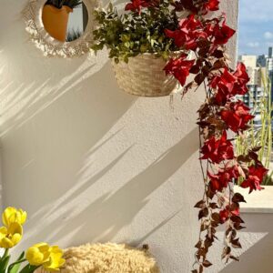 Folhagem Bougainville Pendente Coral - altura 1m